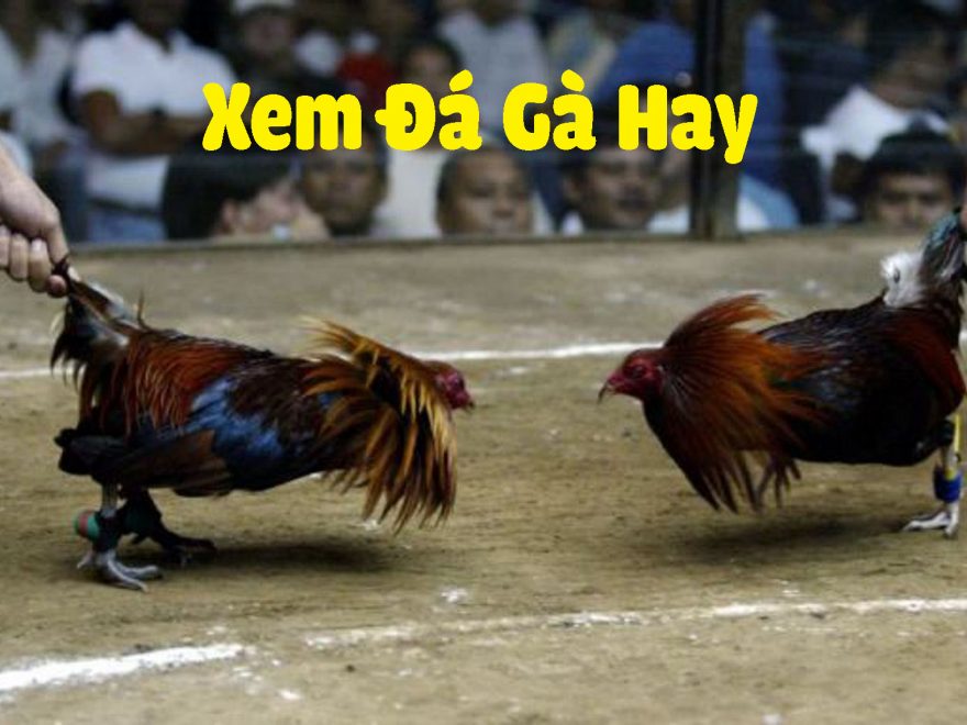Lịch sử và sự phát triển của đá gà thomo