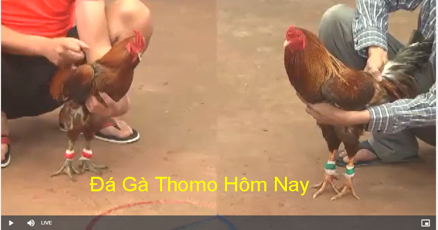 Ưu điểm nổi bật của trang web coi đá gà thomo